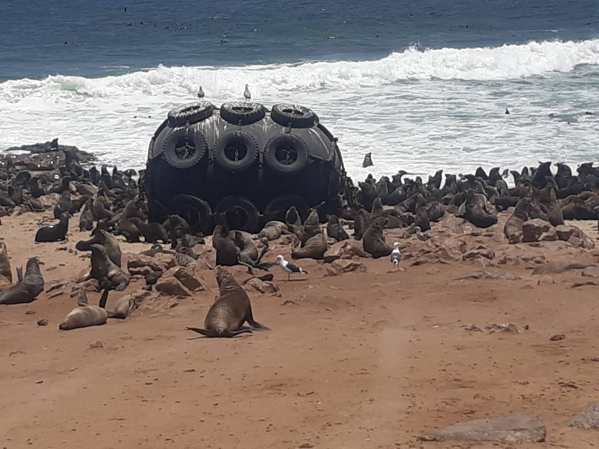 Massive Cape Cross seal colony with hundreds of seals along the Namibian shore