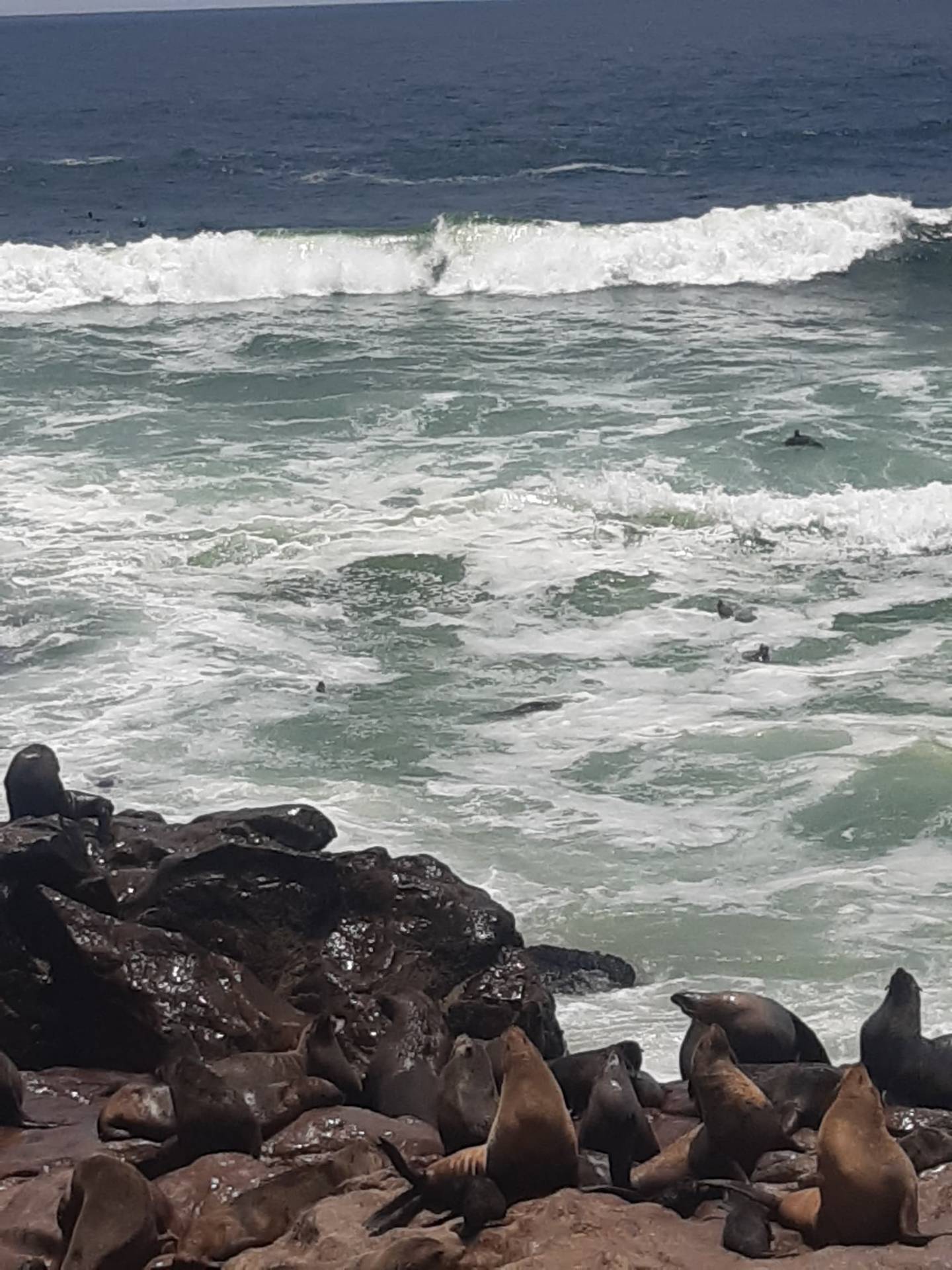 Cape fur seals basking on rocks along the Atlantic coast during a Coast Explorer tour