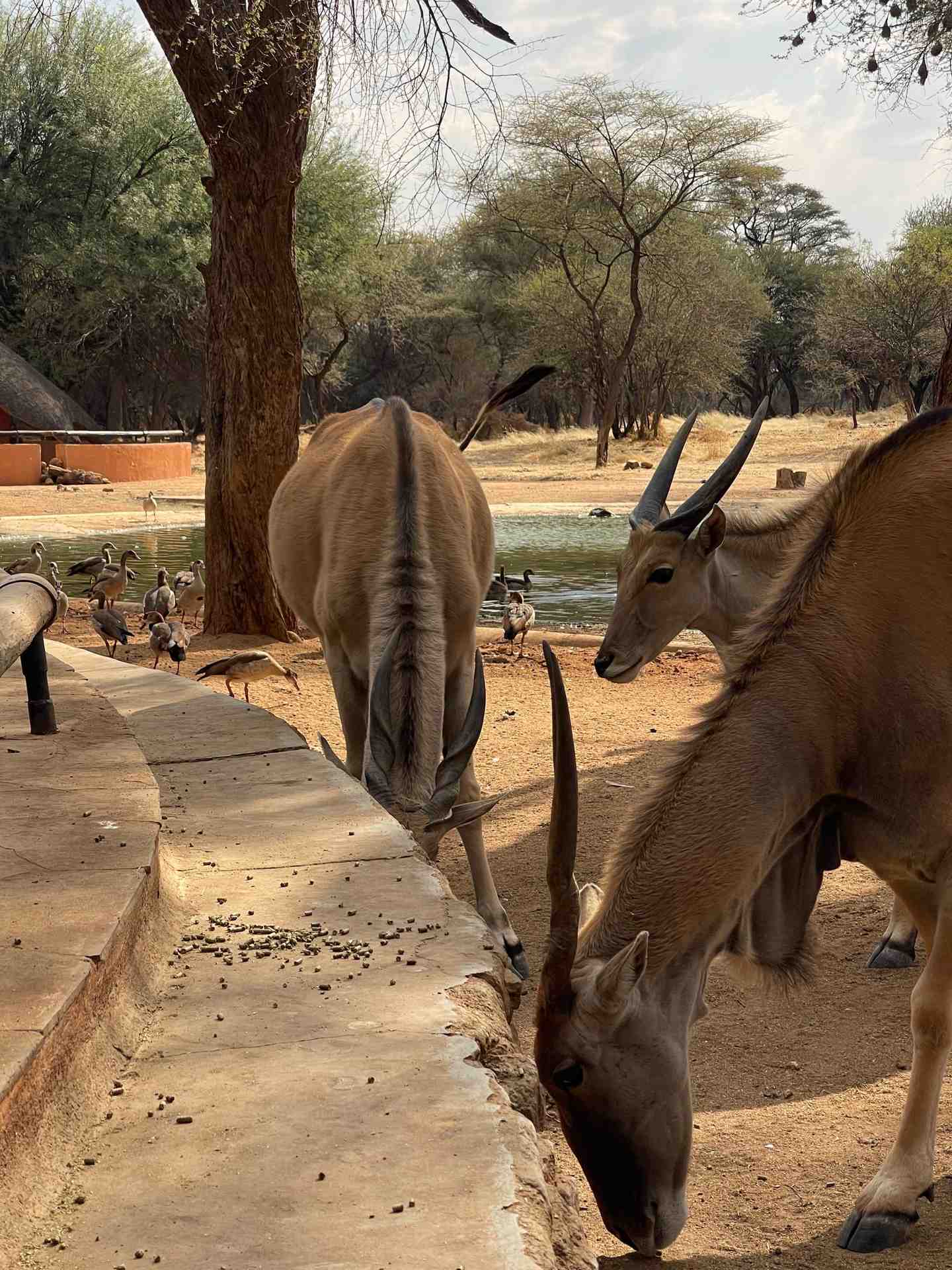 Eland antelope drinking at a waterhole with ducks in the Namibian bush